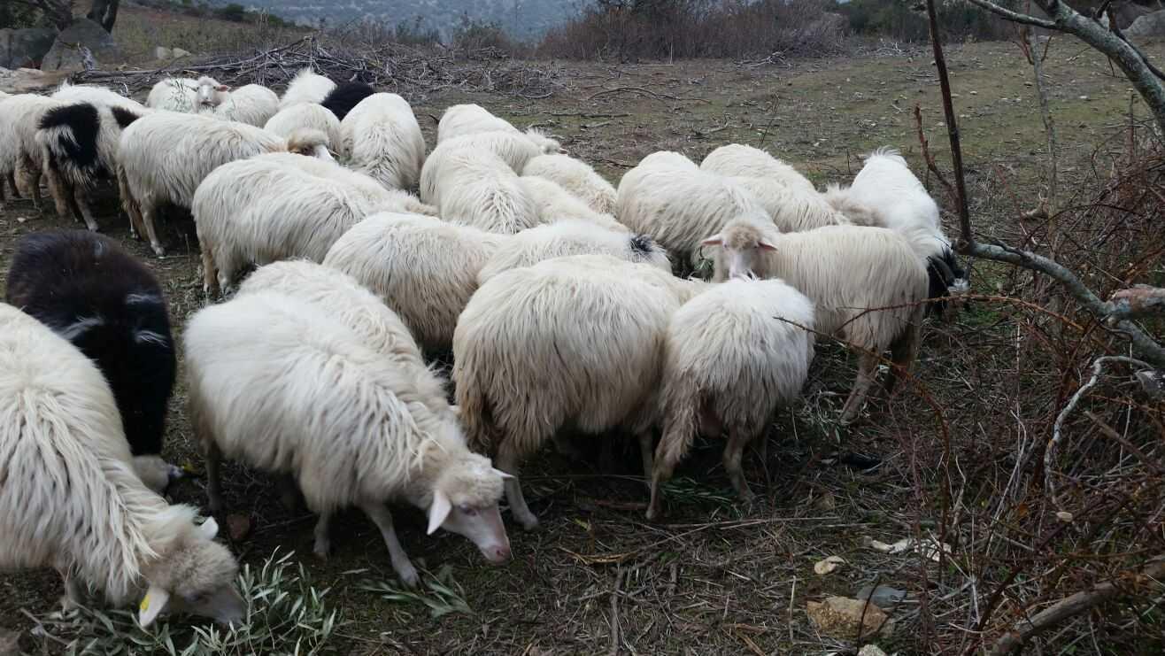 Janna Bentosa, rubano pure l’ultima balla di fieno 