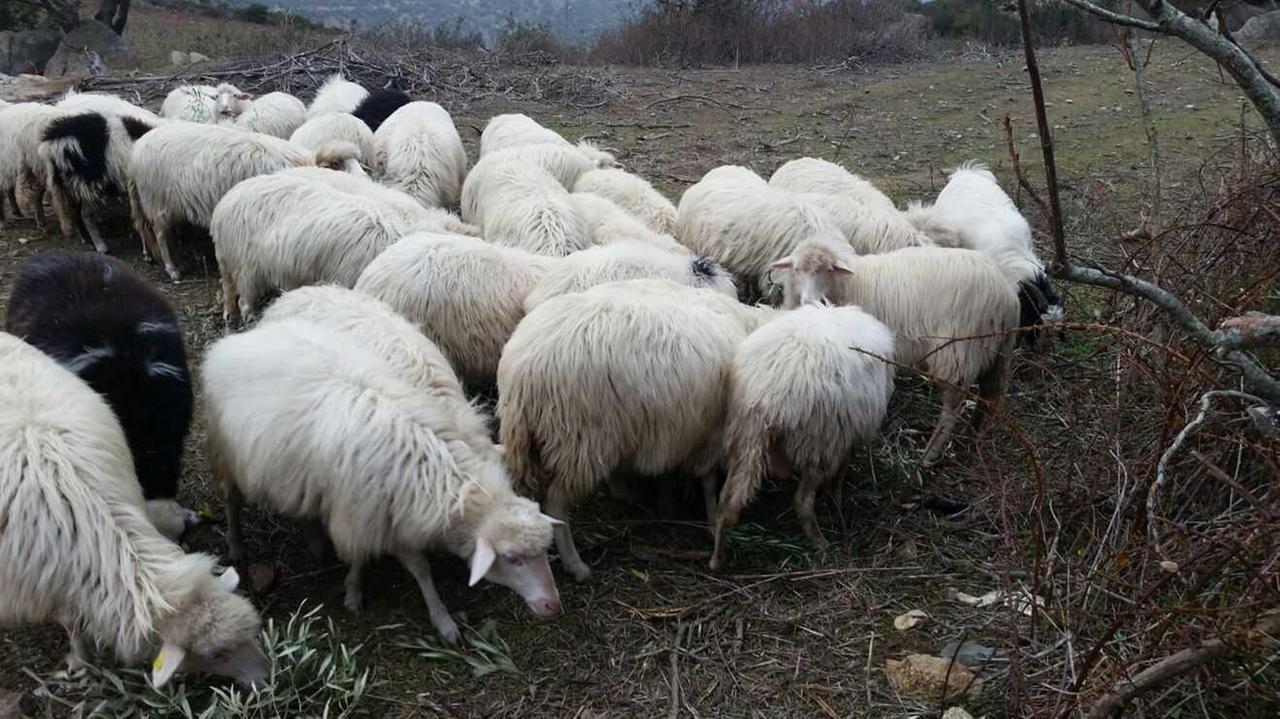 Janna Bentosa, rubano pure l’ultima balla di fieno