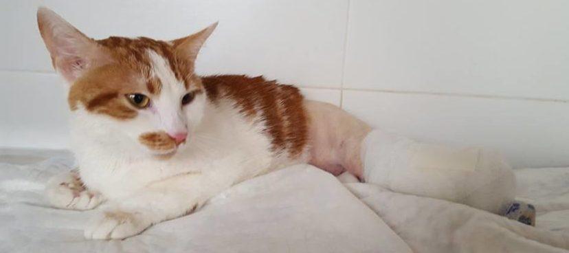 Il gatto Vito è tornato a correre 