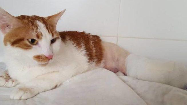 Il gatto Vito è tornato a correre