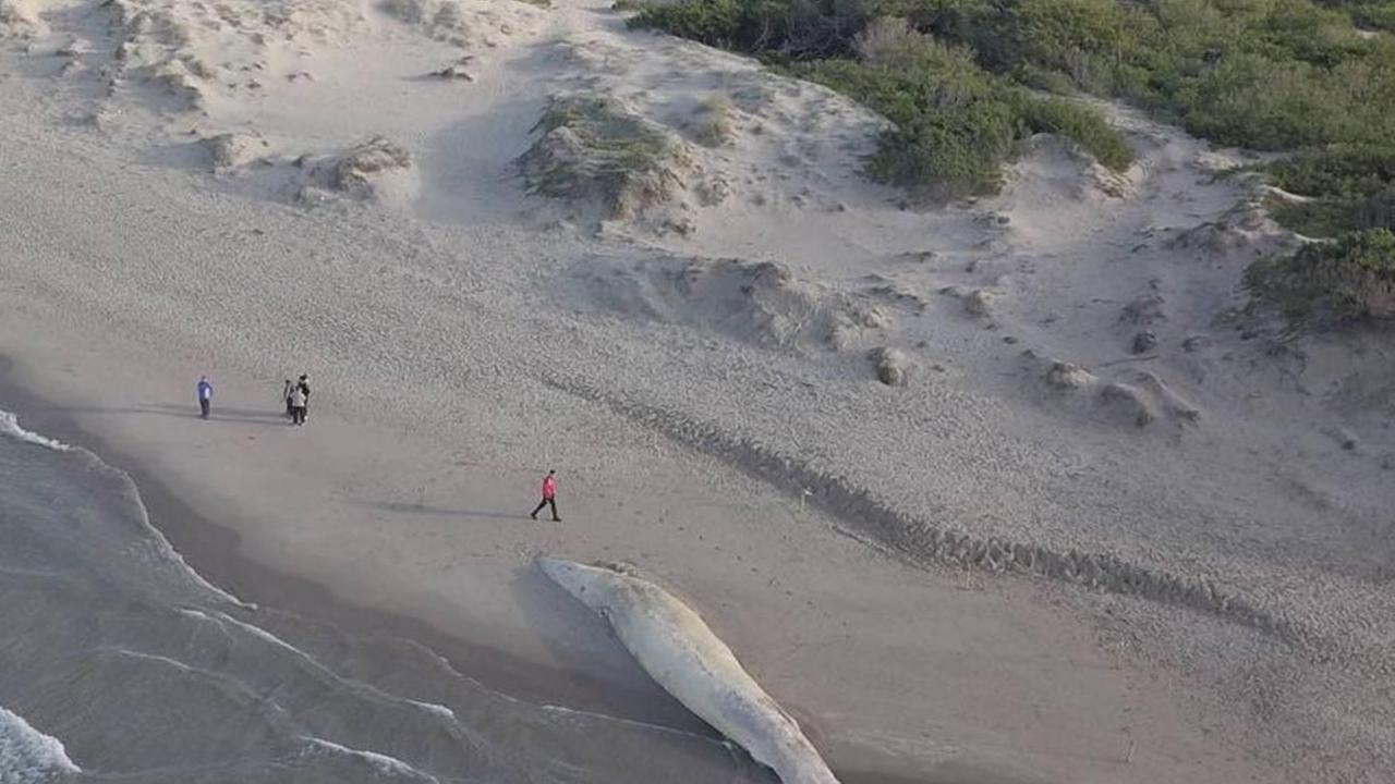Platamona, "funerale" della balena spiaggiata: in arrivo i fondi 