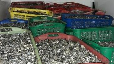 Maxi sequestro di vongole destinate al mercato nero