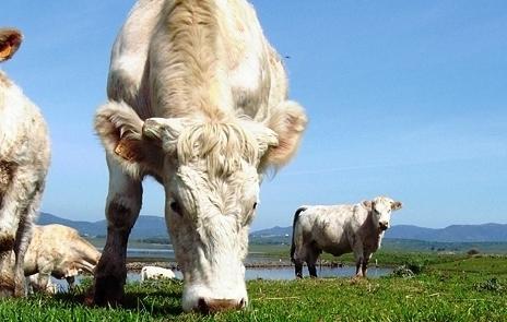 Vaccini in forte ritardo le aziende vanno in crisi 