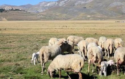 vocaboli a confronto