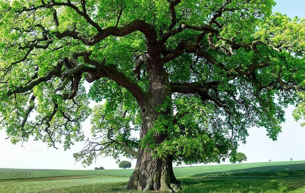 Alberi e paludi