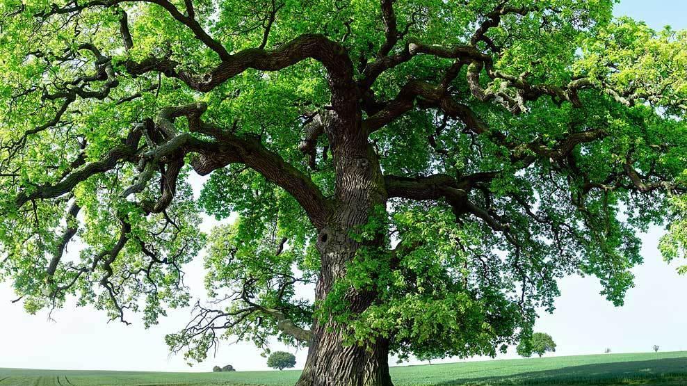 Alberi e paludi