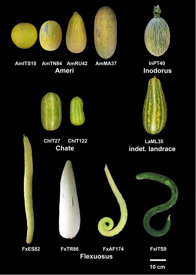 Il melone dei nuragici? La scoperta: era poco dolce, quasi un cetriolo