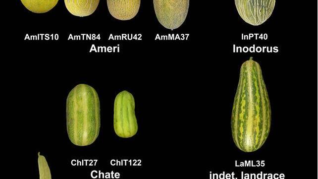 Il melone dei nuragici? La scoperta: era poco dolce, quasi un cetriolo