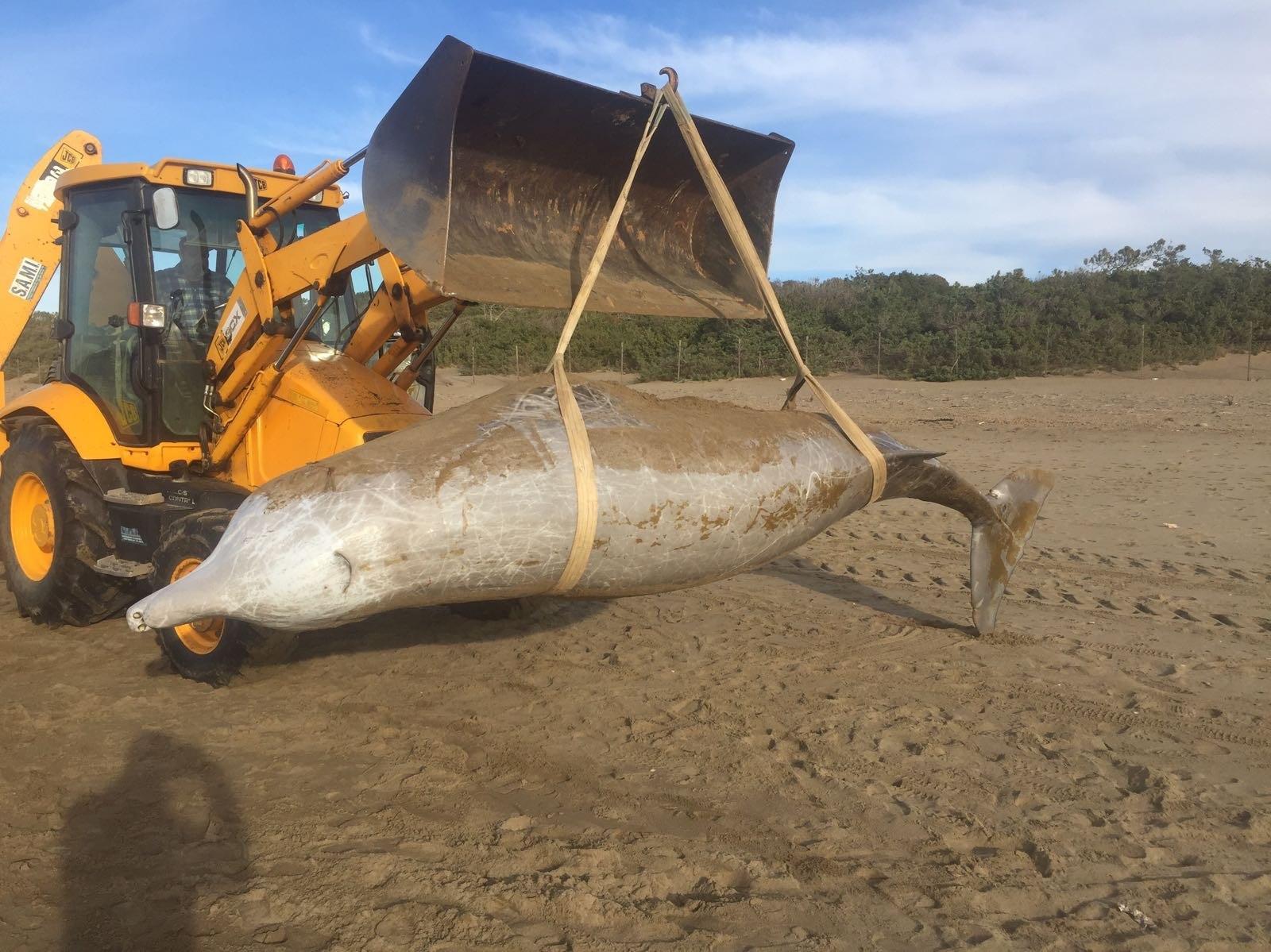 Spiaggiato uno zifio, cetaceo raro per la nostra costa