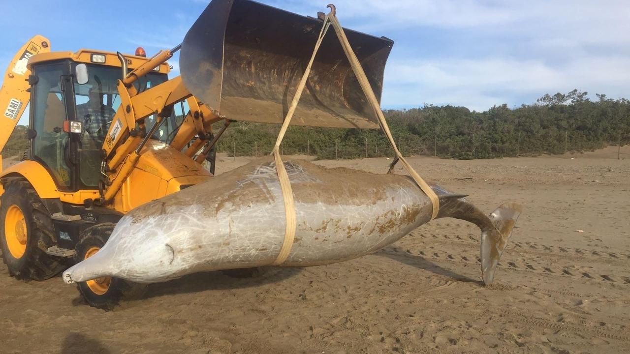 Spiaggiato uno zifio, cetaceo raro per la nostra costa