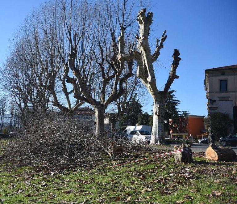 In viale Batoni ancora i rami da rimuovere 