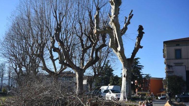 In viale Batoni ancora i rami da rimuovere
