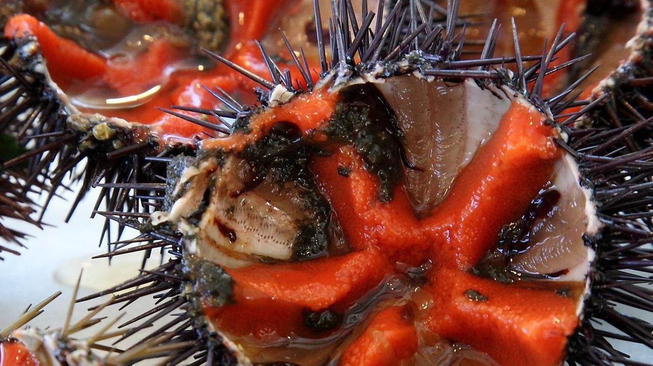 Area protetta, pesca dei ricci: vecchi limiti e nuovi controlli