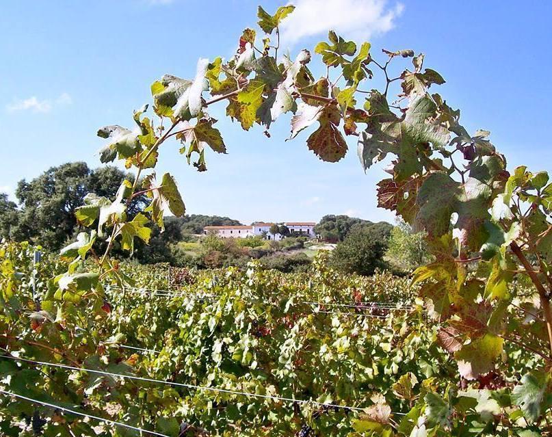 Altri riconoscimenti per la cantina “Muscazega”
