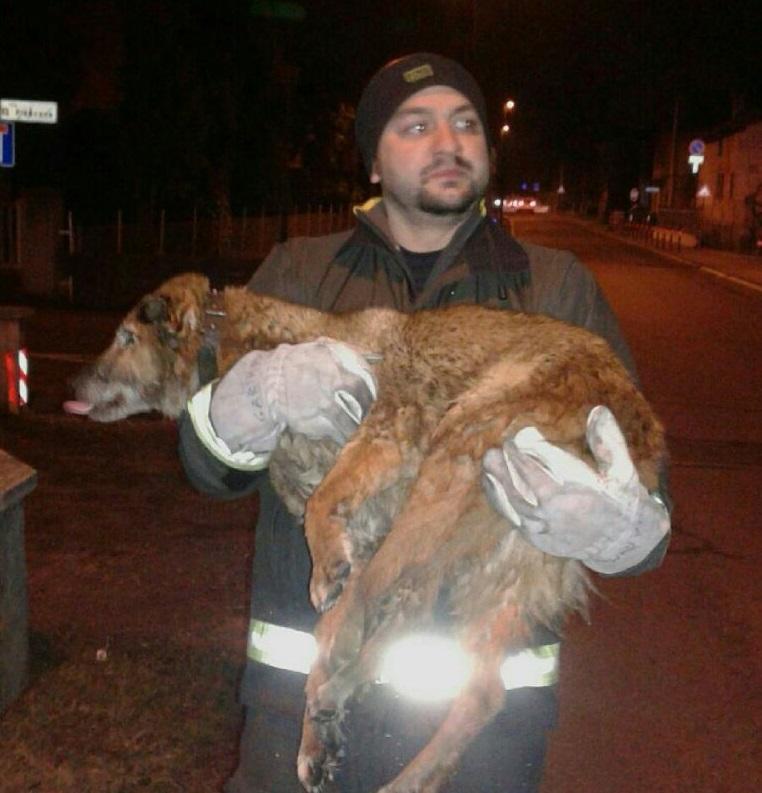 Casalgrande: cade nel canale, cane salvato dai vigili del fuoco