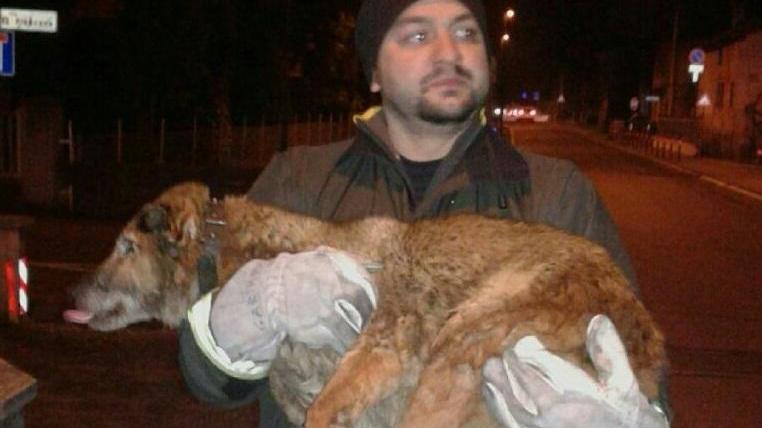 Casalgrande: cade nel canale, cane salvato dai vigili del fuoco