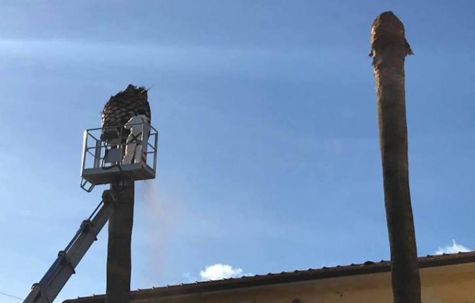 Palme abbattute al circolo di Palazzi