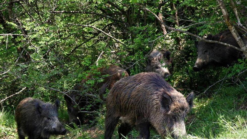 Patanella assediata dai cinghiali Incontro Comune, Regione e Atc
