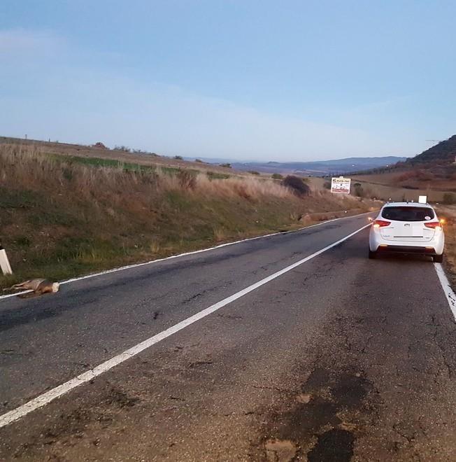 Caprioli in strada, paura sulla 64 