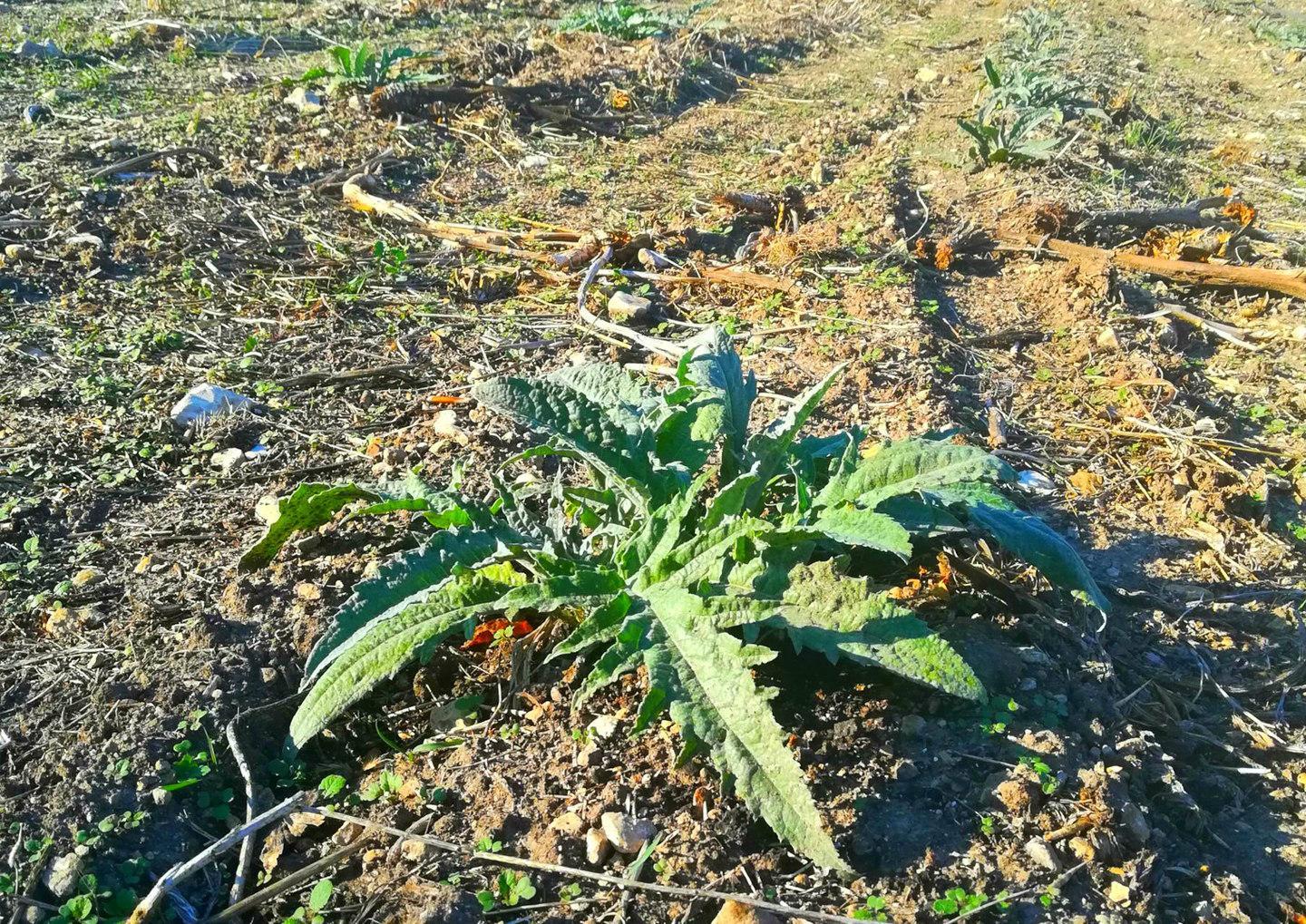 Chiesto lo stato di calamità anche per colture e alveari