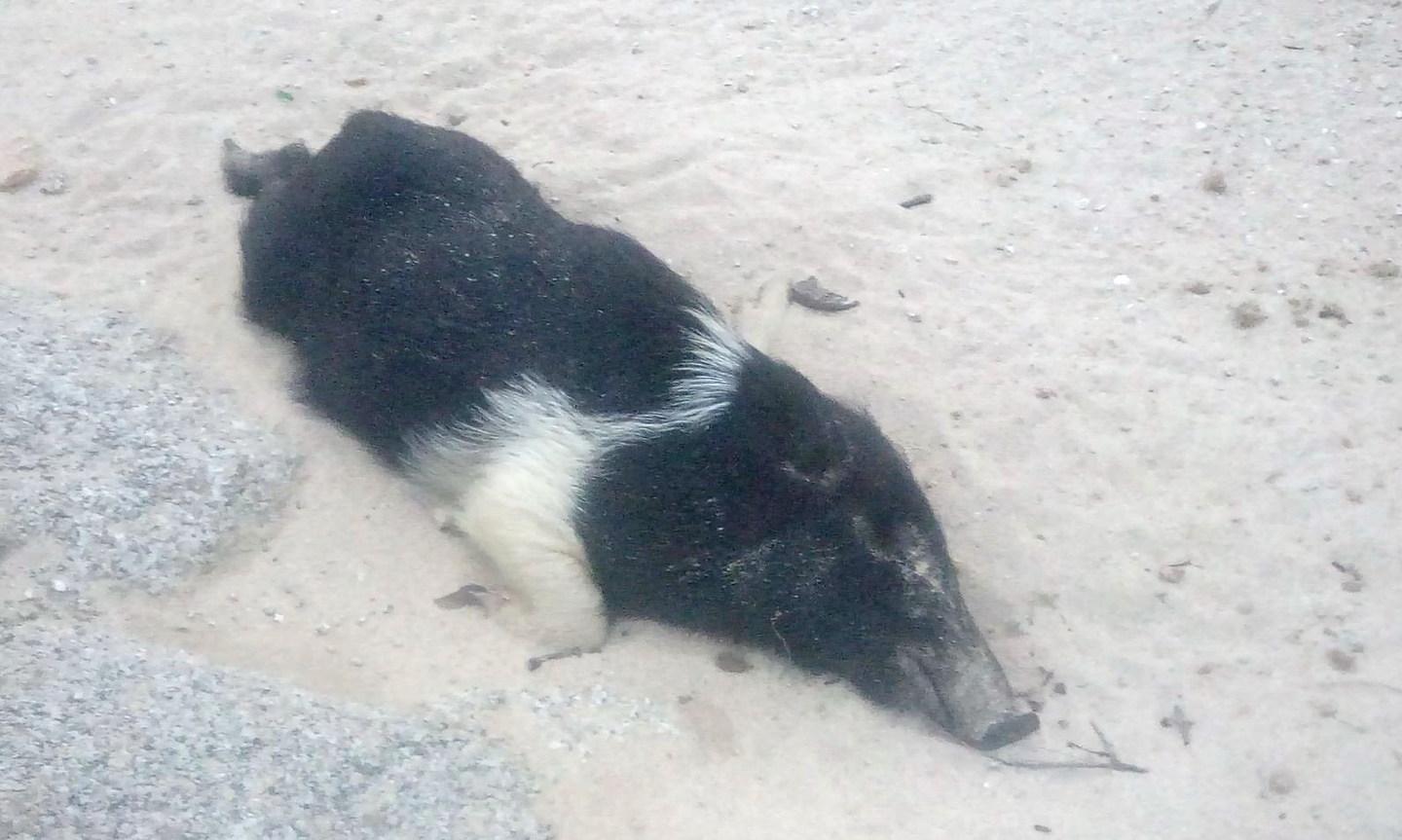 Al Touring trovato un cinghiale morto