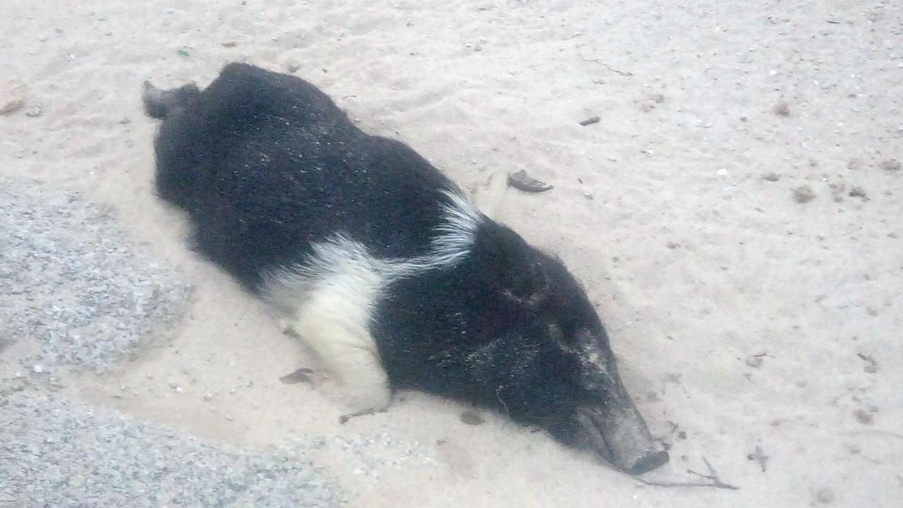 Al Touring trovato un cinghiale morto