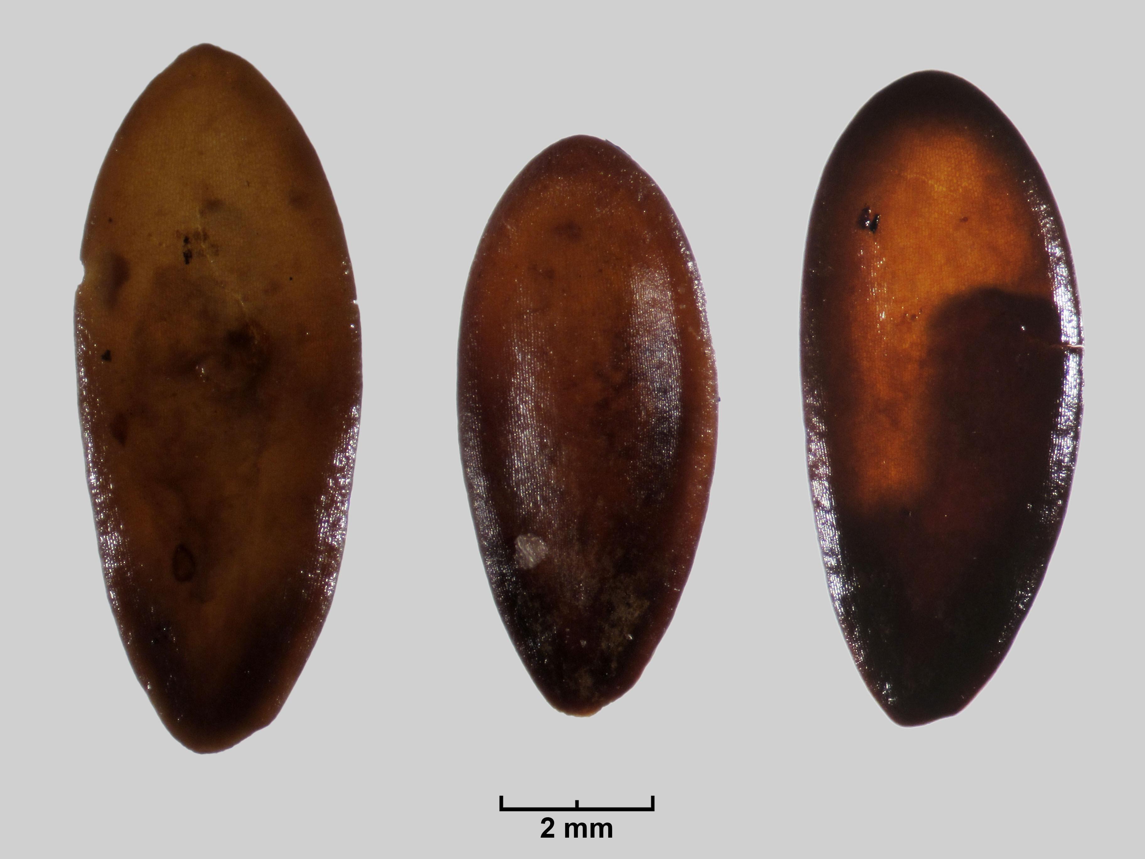 I semi di melone ritrovati negli scavi: i sardi sono stati i primi a coltivarlo