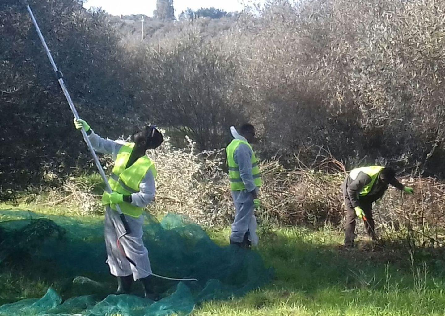 Sassari, migranti e produttori di olio 