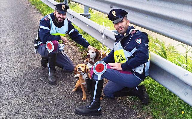 Cani maltrattati in Sardegna: soffocati con il nastro, feriti da petardi e abbandonati