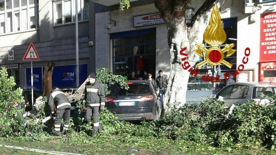 Maltempo, troppo vento a Cagliari: crolla un albero sulle auto in sosta