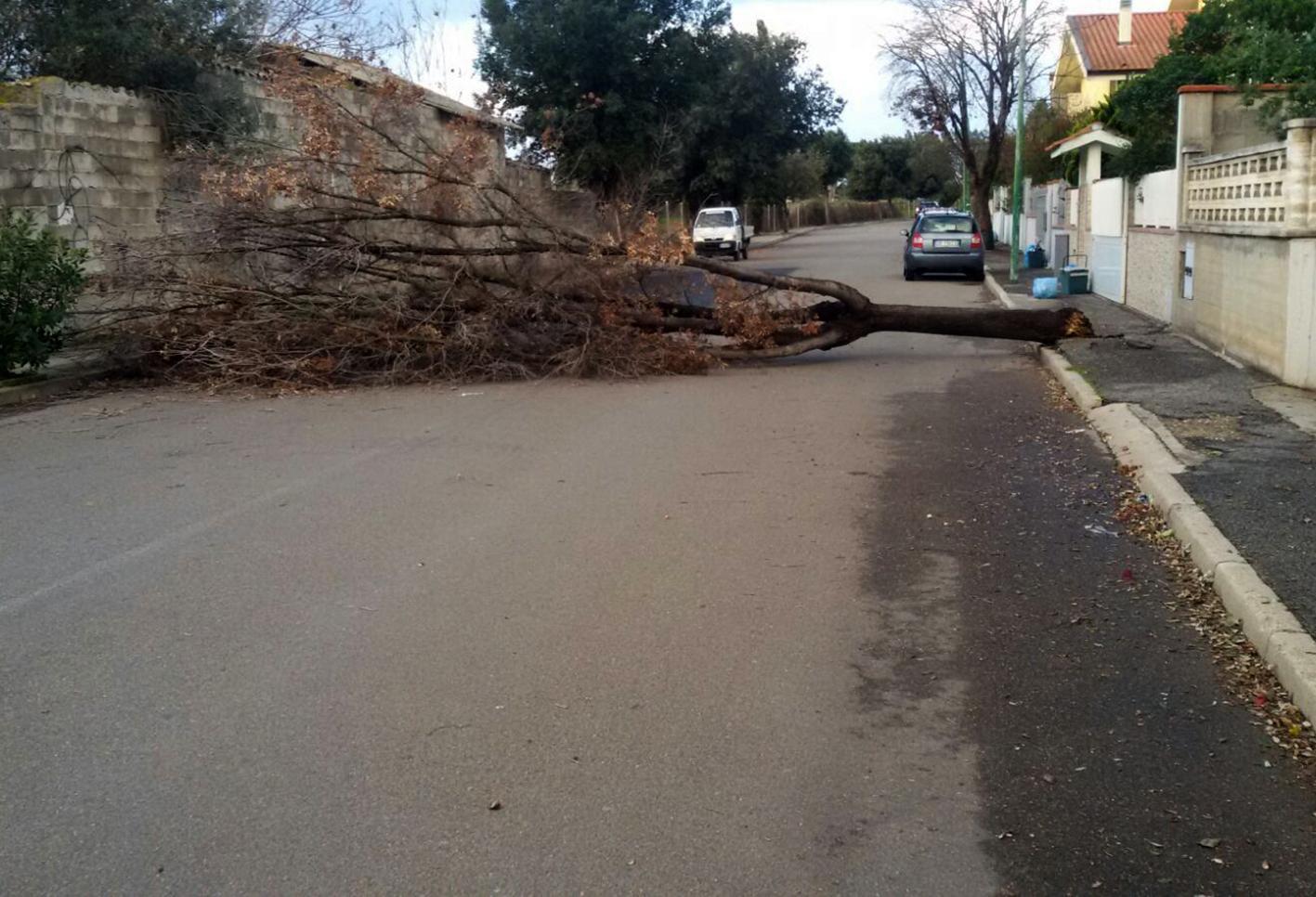 Un albero abbattuto dal vento a Massama