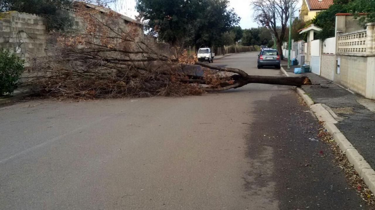 Un albero abbattuto dal vento a Massama