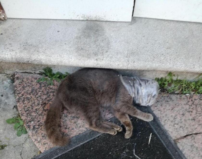 Gatto ucciso a Fagnano con un sacchetto al collo 