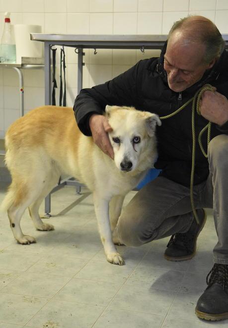 Muore nel suo letto Il cane resta a vegliarla 