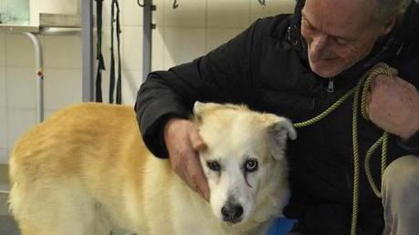 Muore nel suo letto Il cane resta a vegliarla