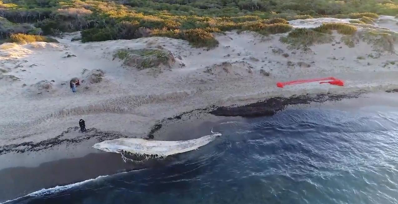 Platamona, per tumulare la balena arriva anche l’archeologo 