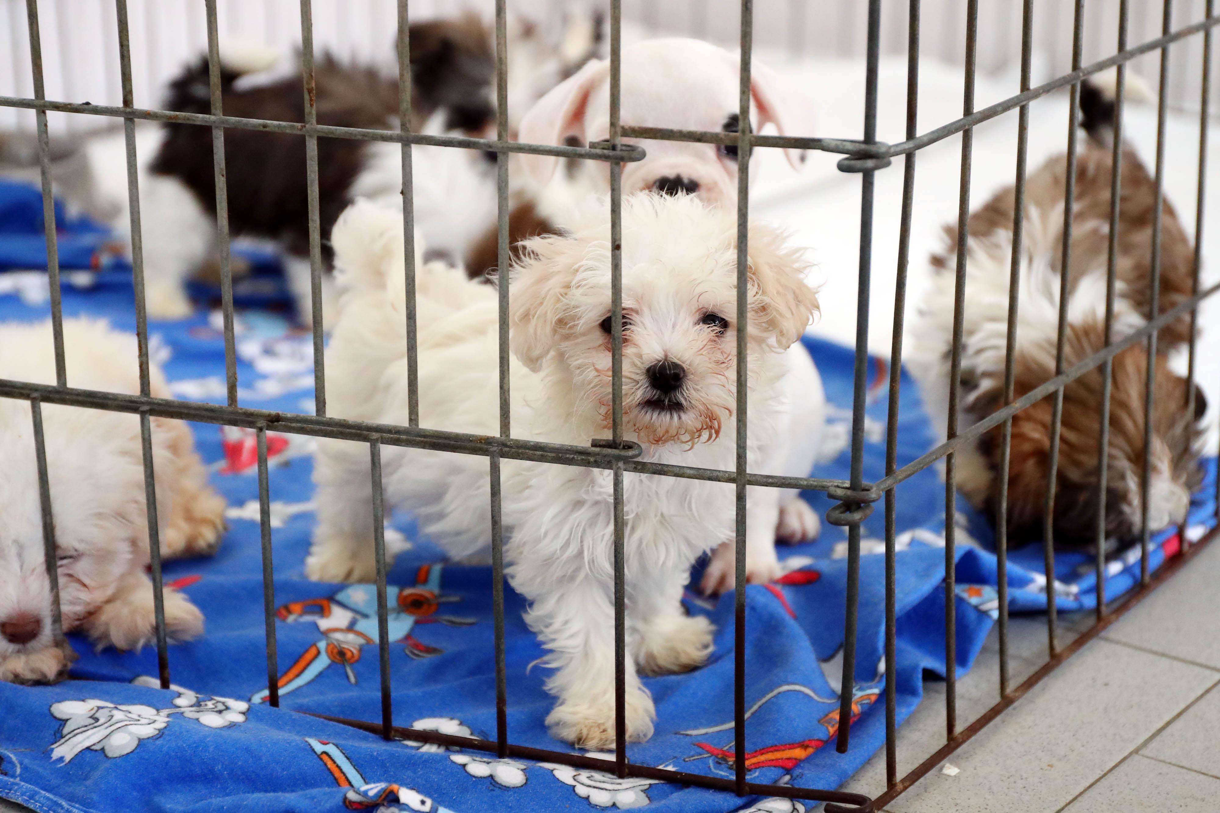 Cuccioli trovati sulla Romea lo scorso gennaio