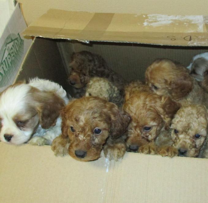 «I cuccioli non ancora adottabili» 