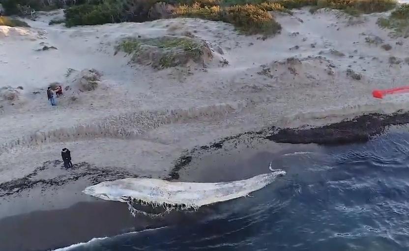 Platamona, la decisione non arriva: Moby Dick resta in spiaggia