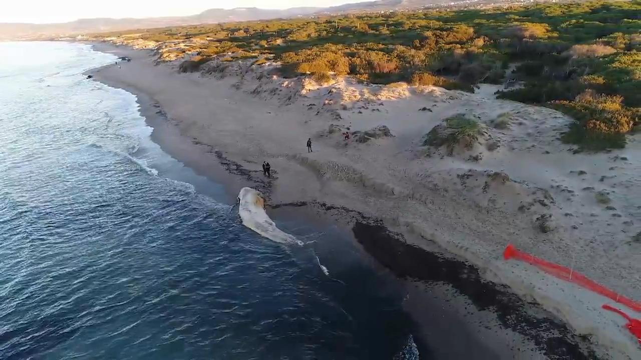Storia semiseria di una balena arenata 
