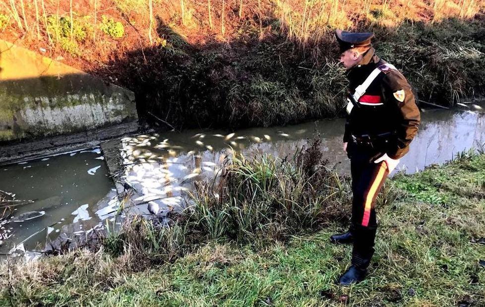 Carpi, morìa di pesci nel Cavo Valtrina 