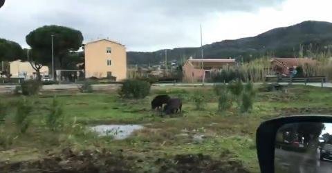 I cinghiali alla rotonda di Carpani