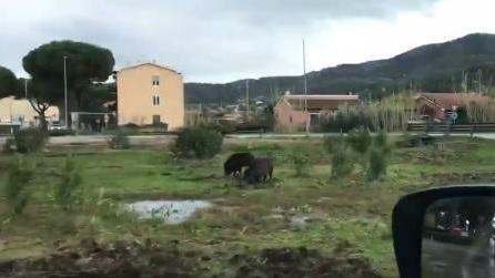 I cinghiali alla rotonda di Carpani