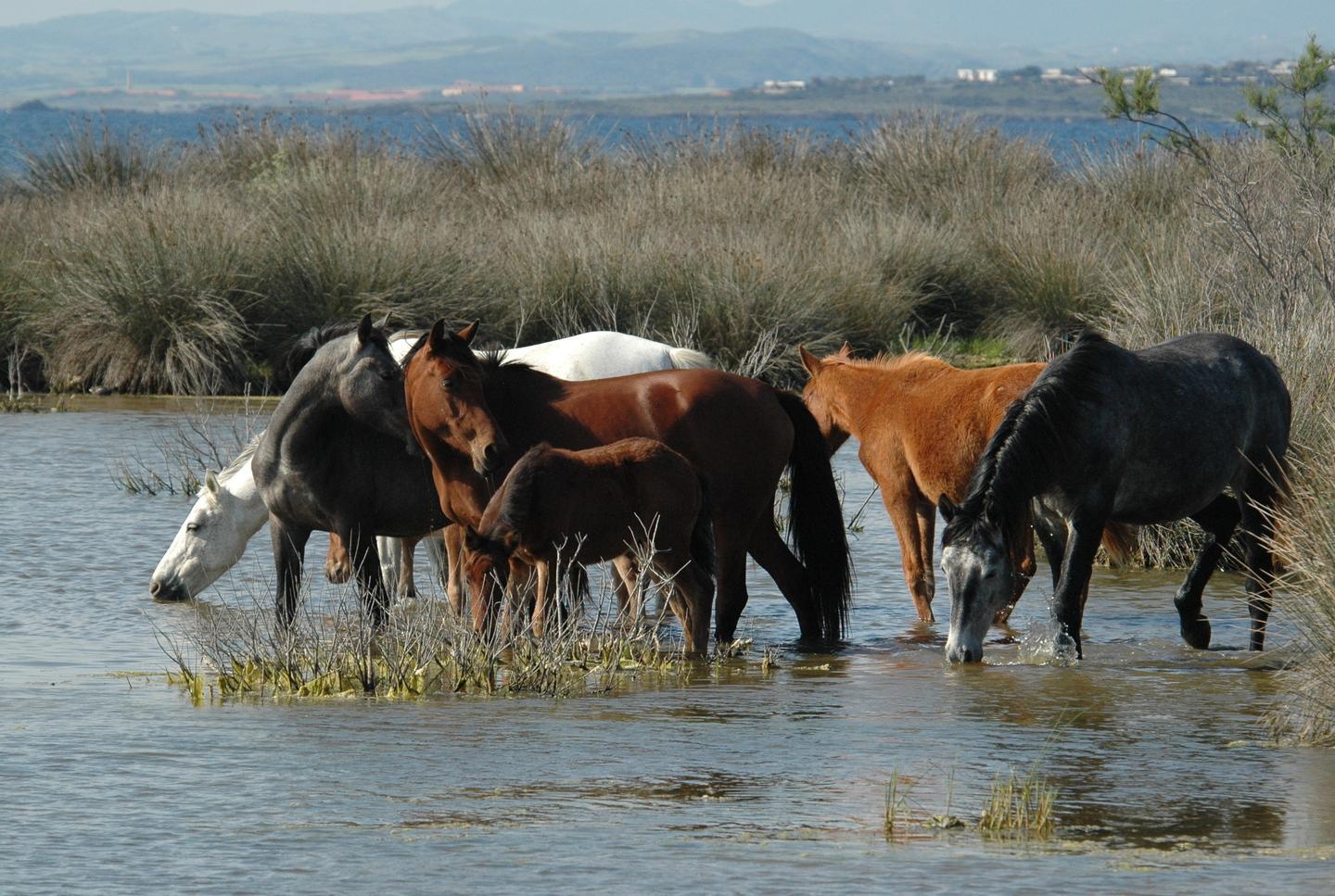 Il Parco dell’Asinara regala giovani cavalli