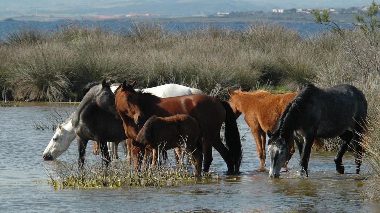 Il Parco dell’Asinara regala giovani cavalli