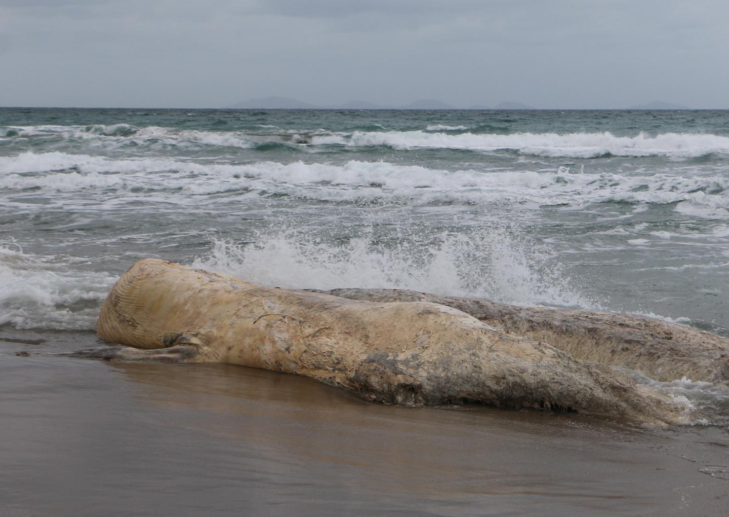 Platamona, le mareggiate spostano la balena 