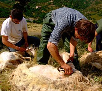 La lingua delle campagne materia per un dottorato 