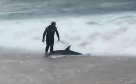 Sfida la tempesta per salvare un delfino spiaggiato dalle onde 