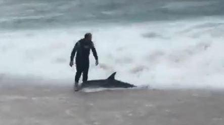 Sfida la tempesta per salvare un delfino spiaggiato dalle onde 