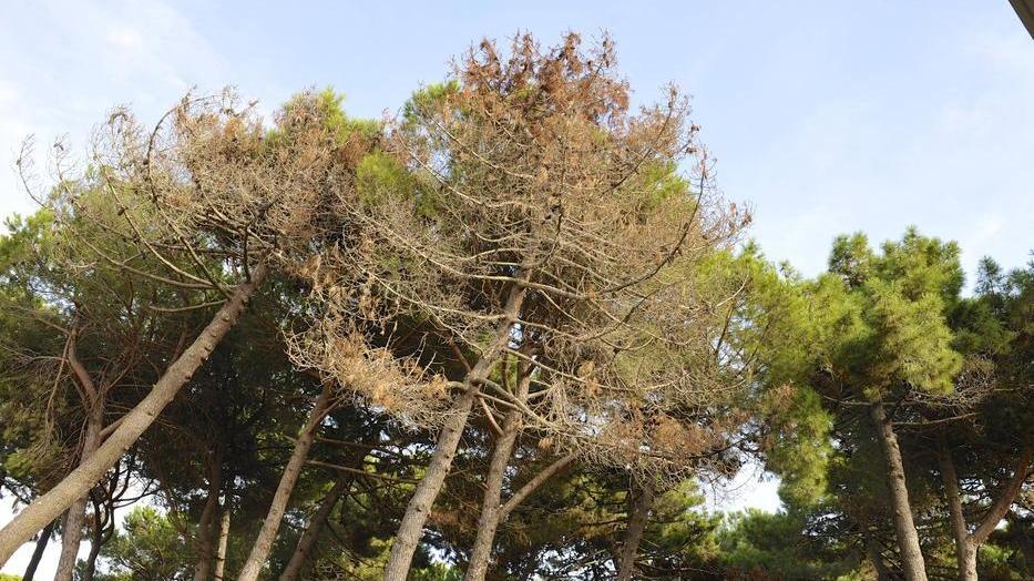 Cinque milioni per curare le pinete